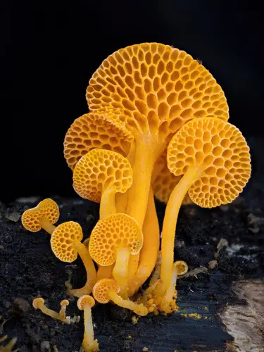 Orange Ping-Pong Bat (Favolaschia claudopus), photo
