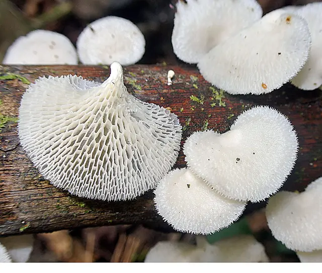 Tropical White Polypore (Favolus tenuiculus), photo
