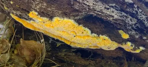 Fibroporia radiculosa (Fibroporia radiculosa), photo