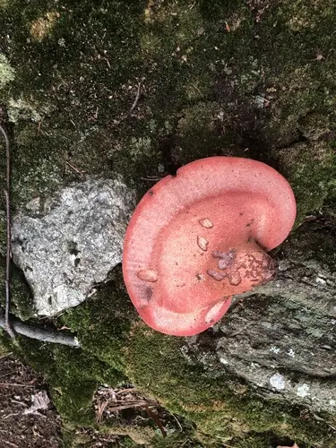 Fistulina americana (Fistulina americana), photo