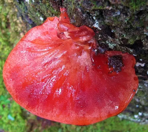 Beef-Steak Fungus (Fistulina hepatica), photo