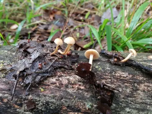 Flammulaster carpophilus (Flammulaster carpophilus), photo