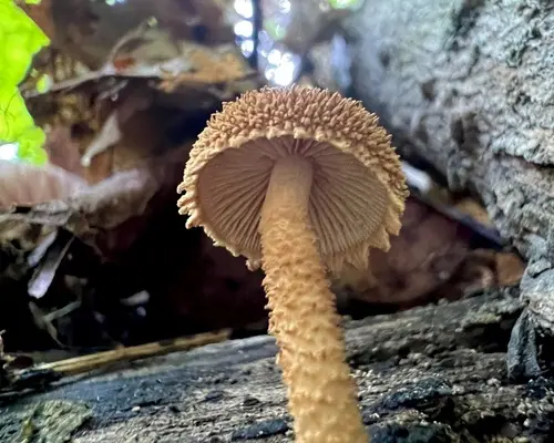 Powder-Scale Pholiota (Flammulaster erinaceellus), photo