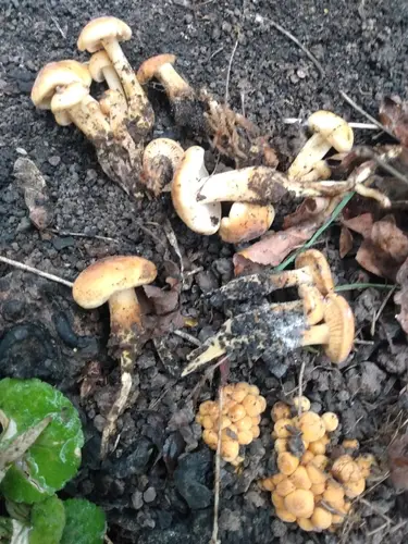 Flammulina populicola (Flammulina populicola), photo