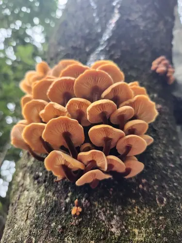 Velvet Shank (Flammulina velutipes), photo