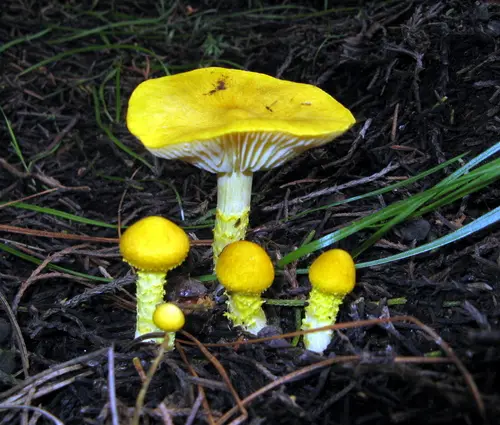 Floccularia albolanaripes (Floccularia albolanaripes), photo
