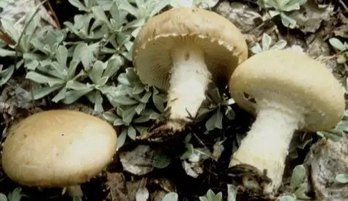 Floccularia fusca (Floccularia fusca), photo