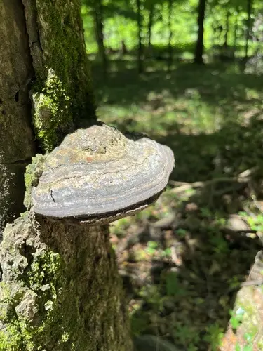 Southern Clam Shell (Fomes fasciatus), photo