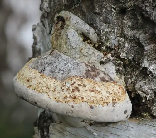 Hoof Fungus (Fomes fomentarius), photo
