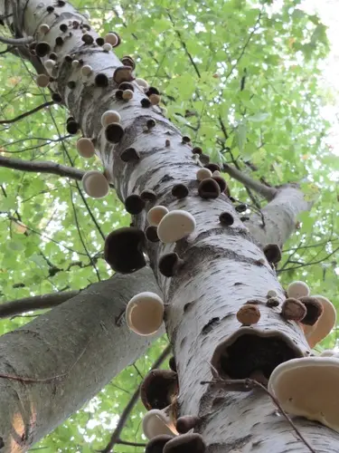 Brown Cubical Rot Of Birch (Fomitopsis betulina), photo