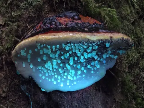 Northern Red Belt (Fomitopsis mounceae), photo