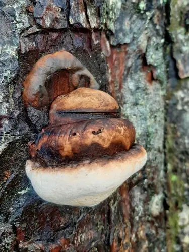 Ochre-Banded Conk (Fomitopsis ochracea), photo