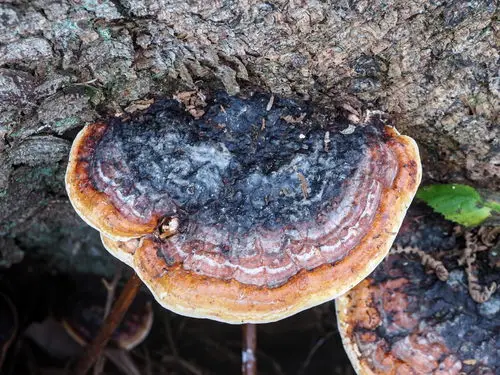Red Belted Conk (Fomitopsis pinicola), photo