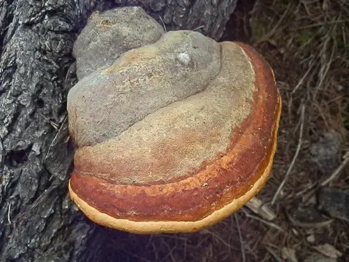 Schrenk's Red-Belt Conk (Fomitopsis schrenkii), photo