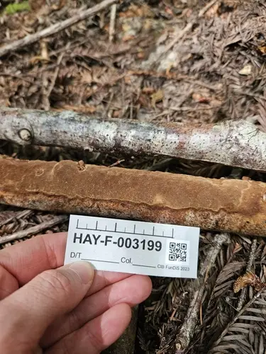 Cinnamon Porecrust (Fuscoporia ferrea), photo