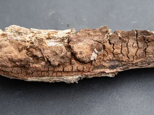 Rusty Porecrust (Fuscoporia ferruginosa), photo