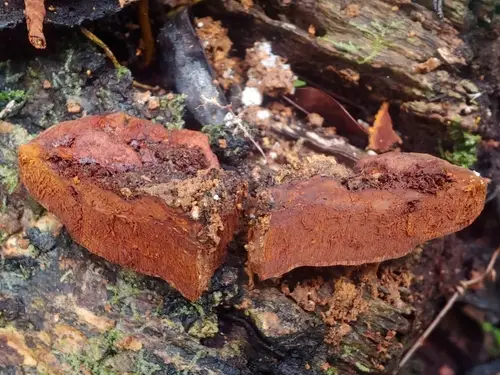 Fuscoporia licnoides (Fuscoporia licnoides), photo