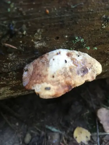 Brown-Staining Cheese Polypore (Fuscopostia fragilis), photo