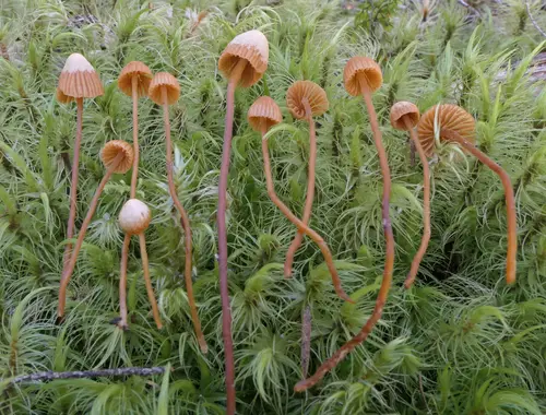 Hairy Bell (Galerina atkinsoniana), photo