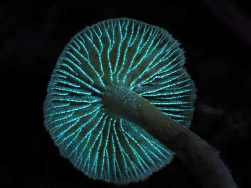 Brownlegged Bell (Galerina badipes), photo