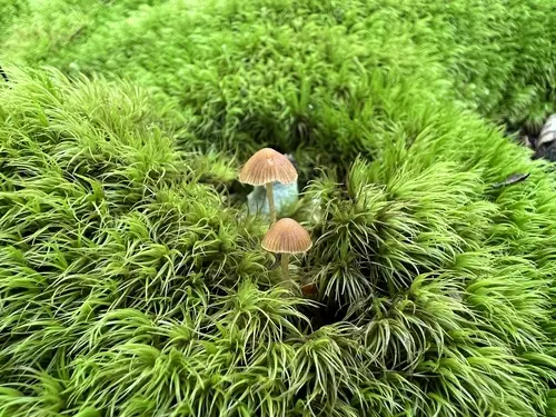 Galerina decipiens (Galerina decipiens), photo
