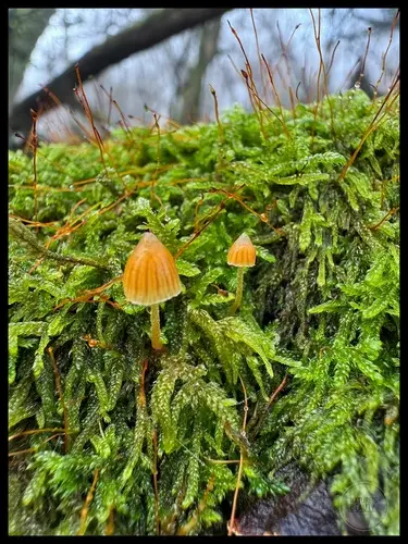 Moss Bell (Galerina hypnorum), photo