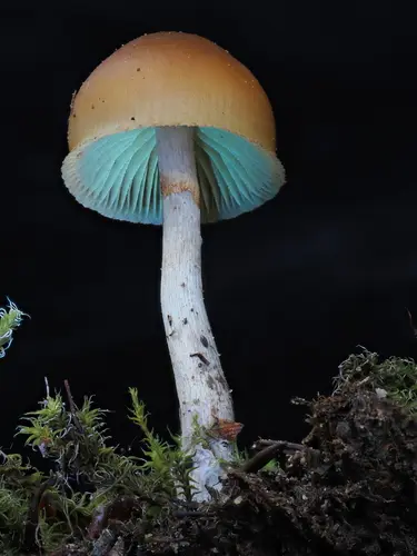 Deadly Galerina (Galerina marginata), photo