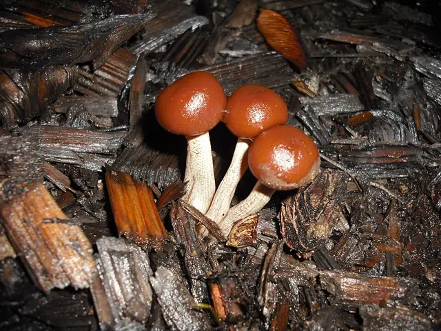 Crystal Bell (Galerina nana), photo