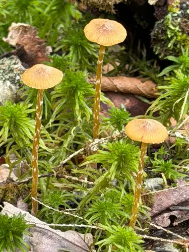 Bog Bell (Galerina paludosa), photo