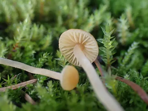 Galerina semilanceata (Galerina semilanceata), photo