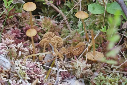 Galerina sphagnicola (Galerina sphagnicola), photo