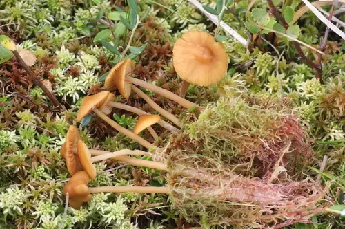 Nninepin-Cystidia Galerina (Galerina tibiicystis), photo