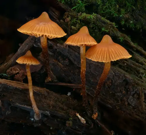 Galerina triscopa (Galerina triscopa), photo