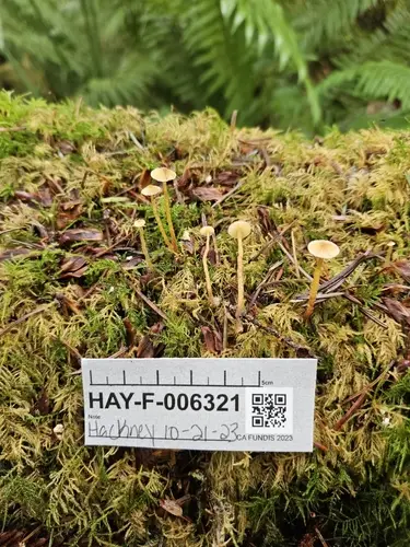 Hairy Leg Bell (Galerina vittiformis), photo