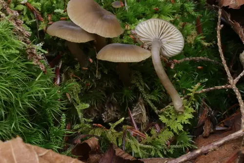 Lined Meadowcap (Gamundia striatula), photo