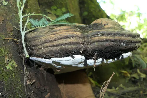 Southern Bracket (Ganoderma australe), photo
