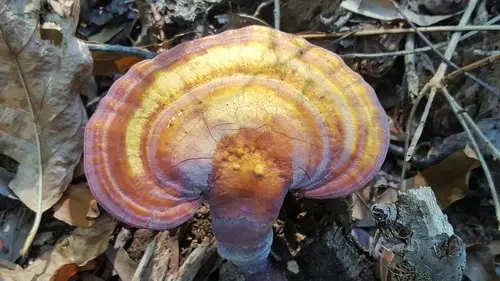 Golden Reishi (Ganoderma curtisii), photo