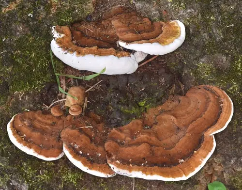 Ganoderma lobatum (Ganoderma lobatum), photo