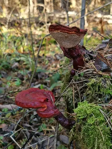 Lacquered Bracket (Ganoderma lucidum), photo