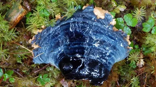 West Coast Reishi (Ganoderma oregonense), photo