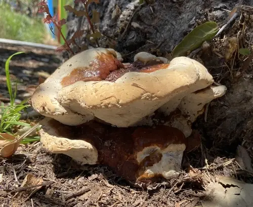 Ganoderma polychromum (Ganoderma polychromum), photo