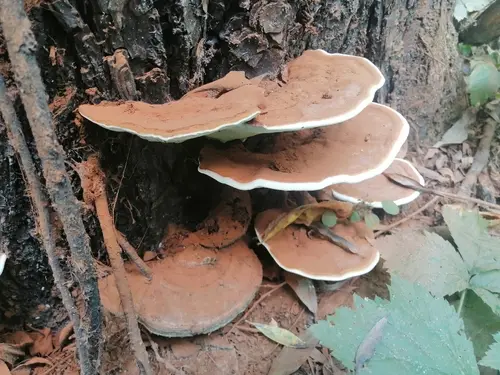 Ganoderma resinaceum (Ganoderma resinaceum), photo