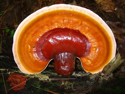 Hemlock Varnish Shelf (Ganoderma tsugae), photo