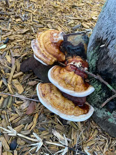 Ganoderma Butt Rot (Ganoderma zonatum), photo