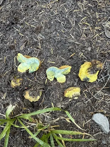 Gastroboletus turbinatus (Gastroboletus turbinatus), photo