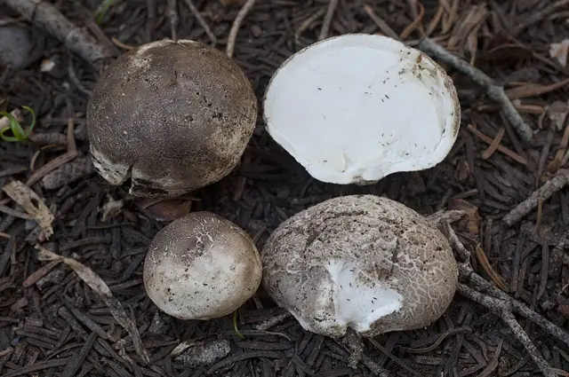 Gastropila fumosa (Gastropila fumosa), photo