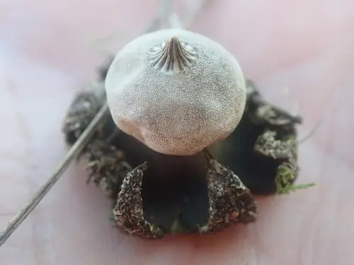 Field Earthstar (Geastrum campestre), photo