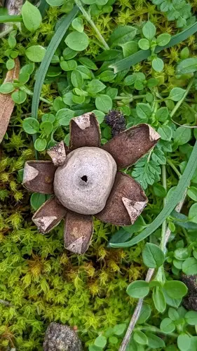 Weather Earthstar (Geastrum corollinum), photo