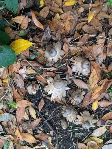 Crowned Earthstar (Geastrum coronatum), photo