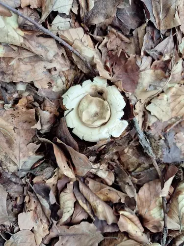 Sessile Earthstar (Geastrum fimbriatum), photo